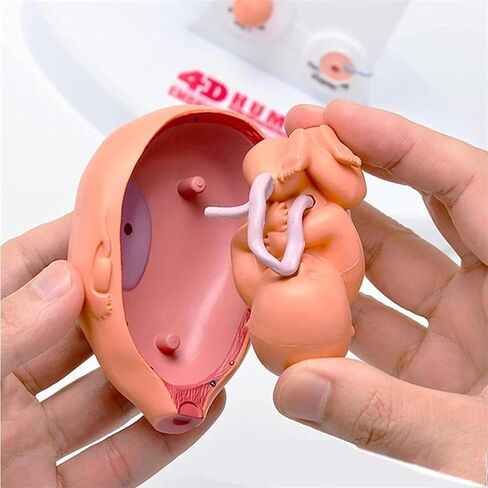 Human Fetal Uterus Embryo Development 4D Anatomy Model, Detachable Fetal Organ Growth Anatomical Model, for Medical Student Teaching and Science Education in Kuwait