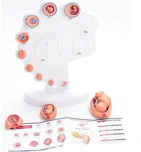 Human Fetal Uterus Embryo Development 4D Anatomy Model, Detachable Fetal Organ Growth Anatomical Model, for Medical Student Teaching and Science Education in Kuwait