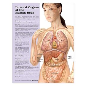 Internal Organs Of The Human Body Chart: (Laminated)