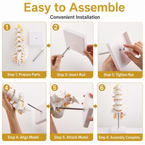 2Pcs Lumbar Spine Model Flexible Anatomical Lumbar Vertebrae with 5 Vertebrae and Herniated Disc Model Set for Medical Students, Doctors Patient Education and Chiropractic in Kuwait