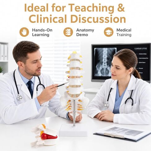 2Pcs Lumbar Spine Model Flexible Anatomical Lumbar Vertebrae with 5 Vertebrae and Herniated Disc Model Set for Medical Students, Doctors Patient Education and Chiropractic in Kuwait
