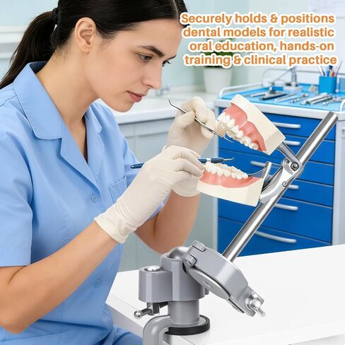 Typodont Teeth Model Mount, 360° Rotation Desk Fixed Pole Design Stable Manikin Training Base for Dental Schools Education Practical Dental Skill Training in Kuwait