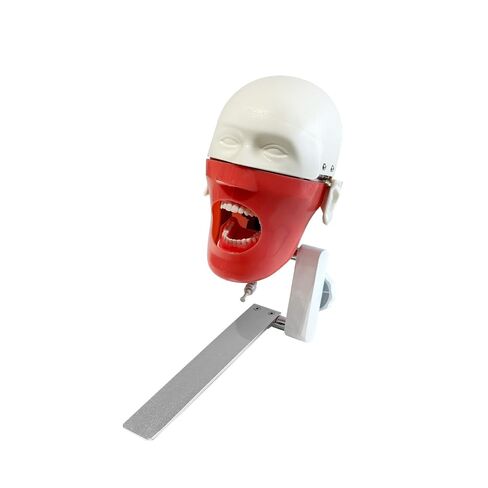 Dental Simulator Mannequin Head- YOUYA DENTAL Typodont Teeth Model Phantom Dexter Head Teeth Model Training Mount Fixed on Desk Training Manikin for Dental Schools Education Practical Demonstration in Saudi Arabia