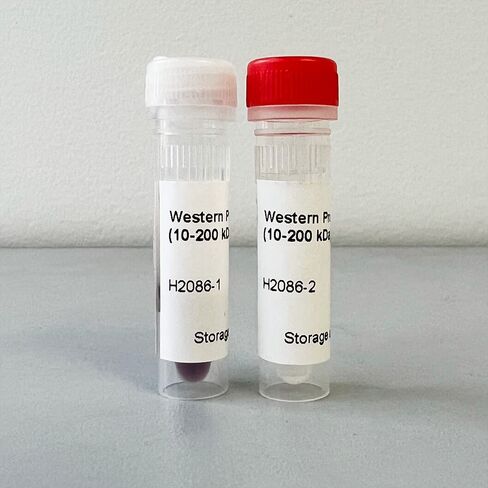 علامة البروتين الغربية I in Kuwait