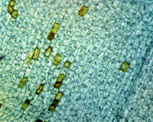 Elodea Submerged Leaf - Microscope Slide in Kuwait