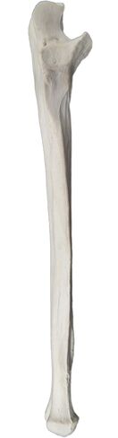 Ulna Bone Model - Right - Anatomically Accurate Human Ulnar Bone Replica - hBARSCI in Kuwait