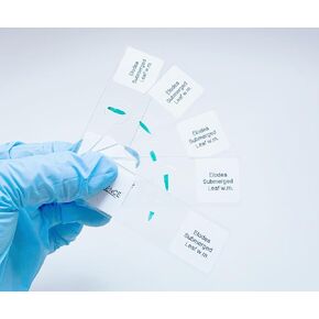Elodea Submerged Leaf Prepared Microscope Slides, 5 Pack Prepared Slides Shows The Structure of Aquatic Plant Leaf, Plant Cell Wall Nucleus and Chloroplasts in Saudi Arabia