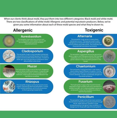 Mold Test Kit for Home | 12 Tests for Air, HVAC & Surfaces | 48-Hour Results with Identification Guide in Kuwait