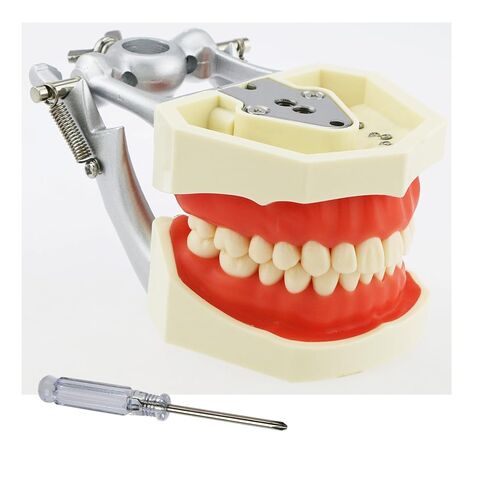 Typodont Teeth Model Standard Size with 28 Removable Teeth Compatible Kilgore Nissin 500 Type Soft Gum for Dental Teaching Practice (M8011) in Saudi Arabia