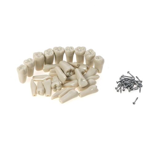 نموذج أسنان Typodont من كولومبيا Dentoform 860 نوع 32 قطعة أسنان بديلة in Kuwait