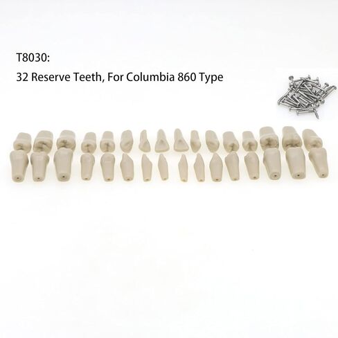 نموذج أسنان Typodont من كولومبيا Dentoform 860 نوع 32 قطعة أسنان بديلة in Kuwait