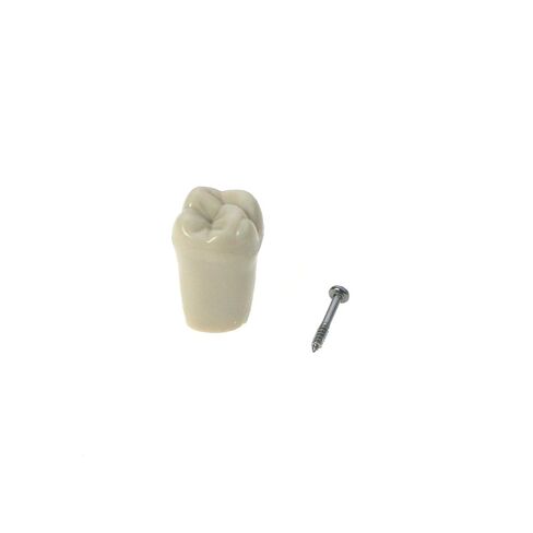 نموذج أسنان Typodont من كولومبيا Dentoform 860 نوع 32 قطعة أسنان بديلة in Kuwait