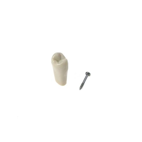 نموذج أسنان Typodont من كولومبيا Dentoform 860 نوع 32 قطعة أسنان بديلة in Kuwait