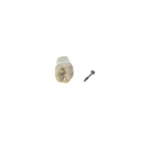 نموذج أسنان Typodont من كولومبيا Dentoform 860 نوع 32 قطعة أسنان بديلة in Kuwait
