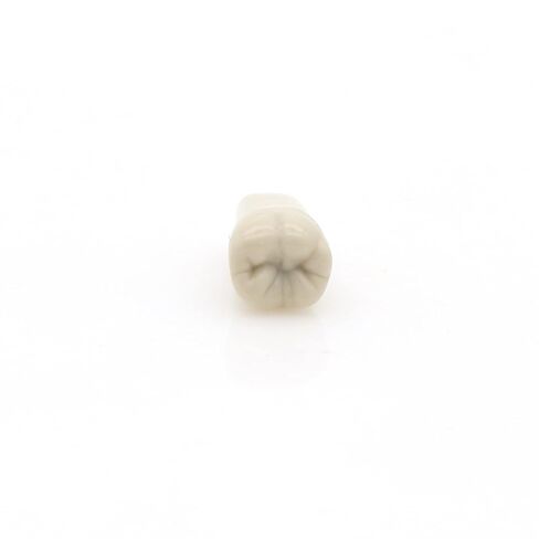 نموذج أسنان Typodont من كولومبيا Dentoform 860 نوع 32 قطعة أسنان بديلة in Kuwait