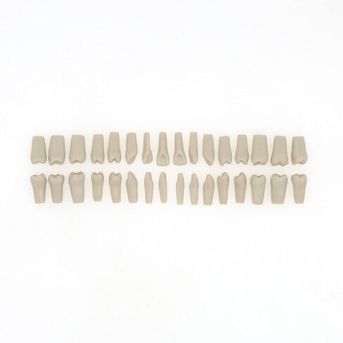 نموذج أسنان Typodont من كولومبيا Dentoform 860 نوع 32 قطعة أسنان بديلة in Kuwait