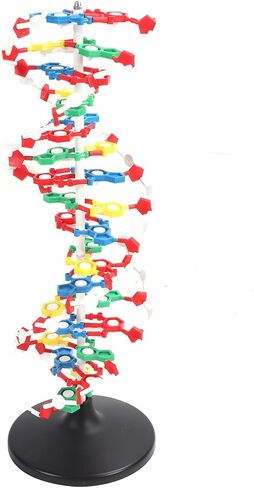 DNA Structure Model Plastic Educational DNA Model Teaching Equipment in Kuwait