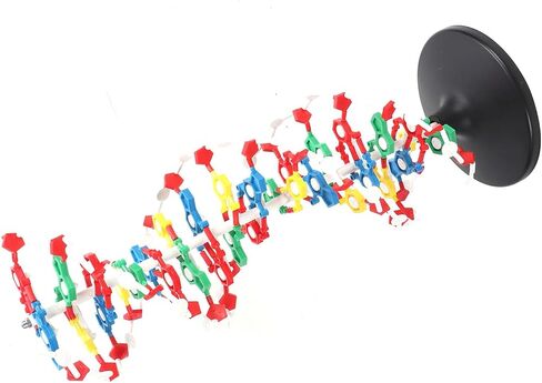 DNA Structure Model Plastic Educational DNA Model Teaching Equipment in Kuwait
