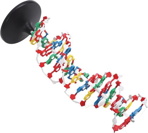 DNA Structure Model Plastic Educational DNA Model Teaching Equipment in Kuwait