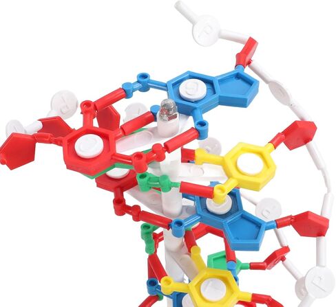 DNA Structure Model Plastic Educational DNA Model Teaching Equipment in Kuwait