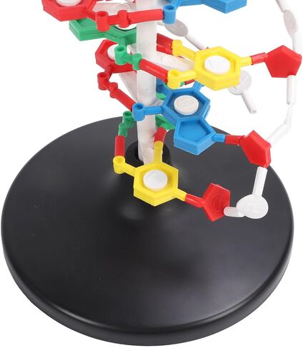DNA Structure Model Plastic Educational DNA Model Teaching Equipment in Kuwait
