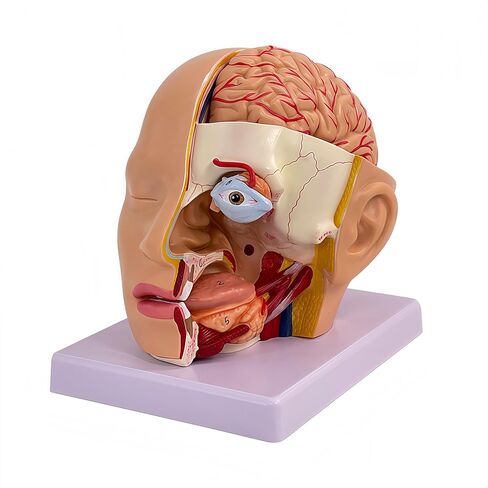 DRXRD Training Head Manikin Superficial Neurovascular Model with Musculature, Life Size Anatomical Head Model Skull and Brain for Medical Teaching Learning, Science Learning Education Display Tool in Kuwait
