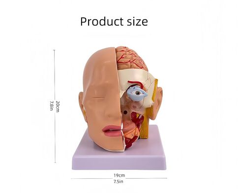DRXRD Training Head Manikin Superficial Neurovascular Model with Musculature, Life Size Anatomical Head Model Skull and Brain for Medical Teaching Learning, Science Learning Education Display Tool in Kuwait