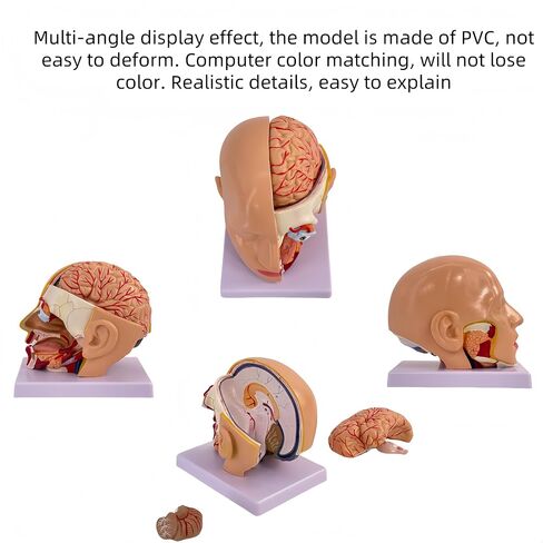 DRXRD Training Head Manikin Superficial Neurovascular Model with Musculature, Life Size Anatomical Head Model Skull and Brain for Medical Teaching Learning, Science Learning Education Display Tool in Kuwait