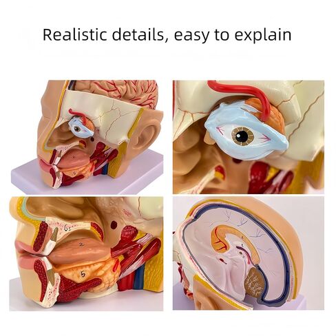 DRXRD Training Head Manikin Superficial Neurovascular Model with Musculature, Life Size Anatomical Head Model Skull and Brain for Medical Teaching Learning, Science Learning Education Display Tool in Kuwait