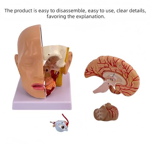 DRXRD Training Head Manikin Superficial Neurovascular Model with Musculature, Life Size Anatomical Head Model Skull and Brain for Medical Teaching Learning, Science Learning Education Display Tool in Kuwait