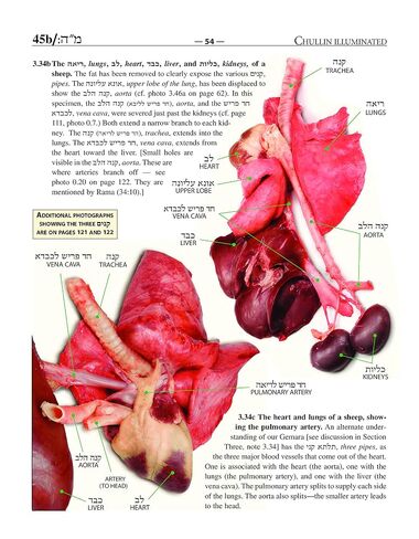 Chullin Illuminated, Revised edition: Color Guide to Animal Anatomy with Halachic and Scientific Discussion in Kuwait