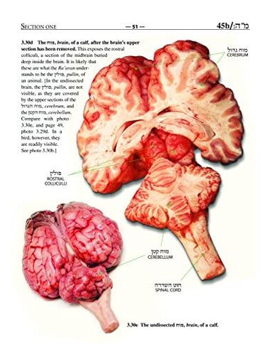 Chullin Illuminated, Revised edition: Color Guide to Animal Anatomy with Halachic and Scientific Discussion in Kuwait