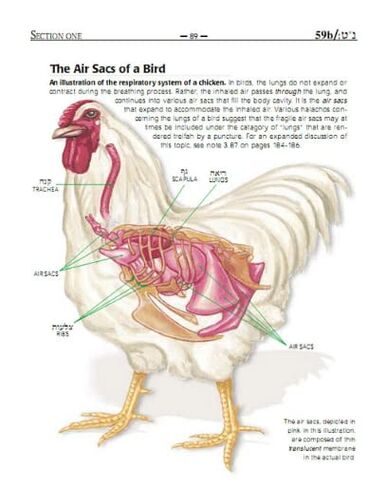 Chullin Illuminated, Revised edition: Color Guide to Animal Anatomy with Halachic and Scientific Discussion in Kuwait