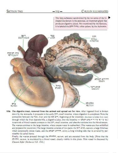 Chullin Illuminated, Revised edition: Color Guide to Animal Anatomy with Halachic and Scientific Discussion in Kuwait