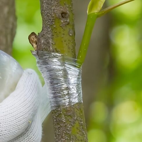 1 Roll Fruit Tree Grafting Tape, 705.38FT Stretchable Self-Adhesive Plant Wrap Film for Budding, Grafting, Plant Protection, Nursery Garden Repair Tape in Kuwait