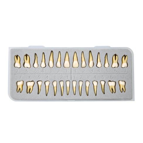 28Pcs Dental Model Plastic Artificial Teeth Demonstration Model 1:1 Realistic Plastic Permanent Teeth for Dental Education and Study in Kuwait