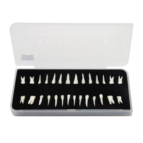 28Pcs Dental Model Plastic Artificial Teeth Demonstration Model 1:1 Realistic Plastic Permanent Teeth for Dental Education and Study in Kuwait