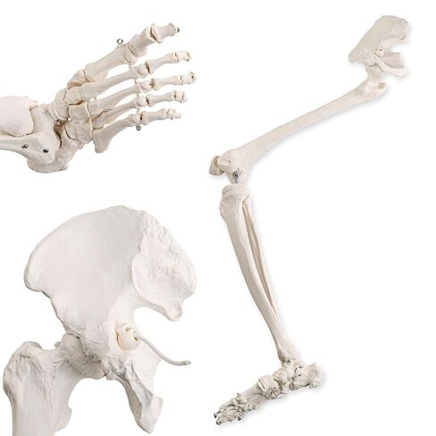 Human Lower Limb Skeleton Model, Life-Size 36" Anatomical Human Leg Skeleton Bundle with Removable Hip Joint and Fully Articulated Foot for Medical Education Study in Kuwait