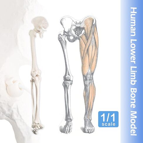 Human Lower Limb Skeleton Model, Life-Size 36" Anatomical Human Leg Skeleton Bundle with Removable Hip Joint and Fully Articulated Foot for Medical Education Study in Kuwait