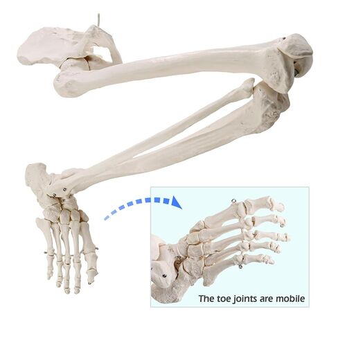 Human Lower Limb Skeleton Model, Life-Size 36" Anatomical Human Leg Skeleton Bundle with Removable Hip Joint and Fully Articulated Foot for Medical Education Study in Kuwait
