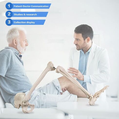 Human Lower Limb Skeleton Model, Life-Size 36" Anatomical Human Leg Skeleton Bundle with Removable Hip Joint and Fully Articulated Foot for Medical Education Study in Kuwait