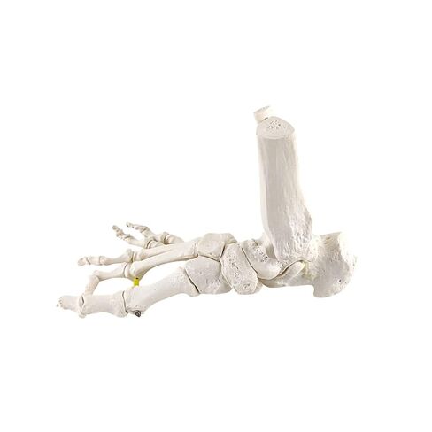 Axis Scientific Right Foot Skeleton with Ankle Featuring Elastic Articulation for Medical Education Study Anatomical Bones in the Classroom, Scientific Anatomy Model, Demonstration Skill in Kuwait