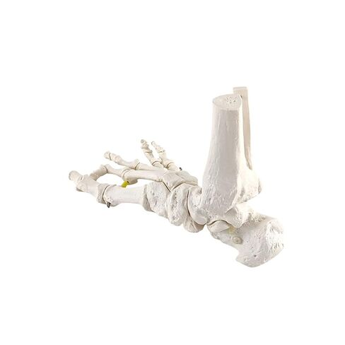 Axis Scientific Right Foot Skeleton with Ankle Featuring Elastic Articulation for Medical Education Study Anatomical Bones in the Classroom, Scientific Anatomy Model, Demonstration Skill in Kuwait