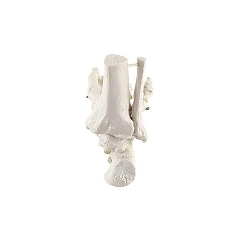 Axis Scientific Right Foot Skeleton with Ankle Featuring Elastic Articulation for Medical Education Study Anatomical Bones in the Classroom, Scientific Anatomy Model, Demonstration Skill in Kuwait