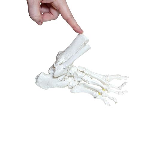 Axis Scientific Right Foot Skeleton with Ankle Featuring Elastic Articulation for Medical Education Study Anatomical Bones in the Classroom, Scientific Anatomy Model, Demonstration Skill in Kuwait