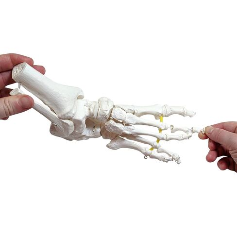 Axis Scientific Right Foot Skeleton with Ankle Featuring Elastic Articulation for Medical Education Study Anatomical Bones in the Classroom, Scientific Anatomy Model, Demonstration Skill in Kuwait