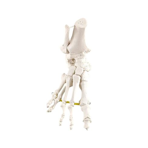 Axis Scientific Right Foot Skeleton with Ankle Featuring Elastic Articulation for Medical Education Study Anatomical Bones in the Classroom, Scientific Anatomy Model, Demonstration Skill in Kuwait