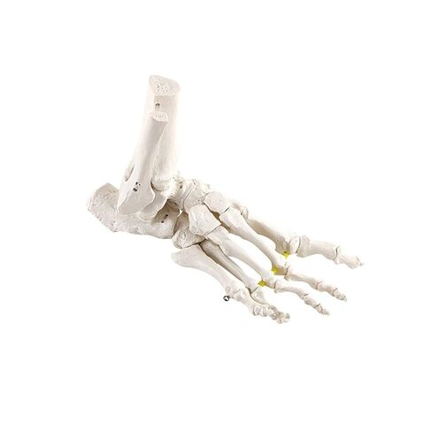 Axis Scientific Right Foot Skeleton with Ankle Featuring Elastic Articulation for Medical Education Study Anatomical Bones in the Classroom, Scientific Anatomy Model, Demonstration Skill in Kuwait