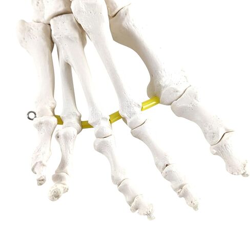 Axis Scientific Right Foot Skeleton with Ankle Featuring Elastic Articulation for Medical Education Study Anatomical Bones in the Classroom, Scientific Anatomy Model, Demonstration Skill in Kuwait