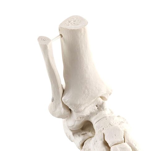 Axis Scientific Right Foot Skeleton with Ankle Featuring Elastic Articulation for Medical Education Study Anatomical Bones in the Classroom, Scientific Anatomy Model, Demonstration Skill in Kuwait